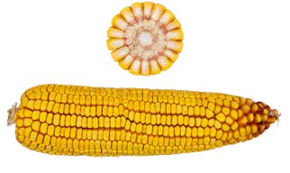 1557 corn