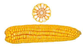 7993P Corn